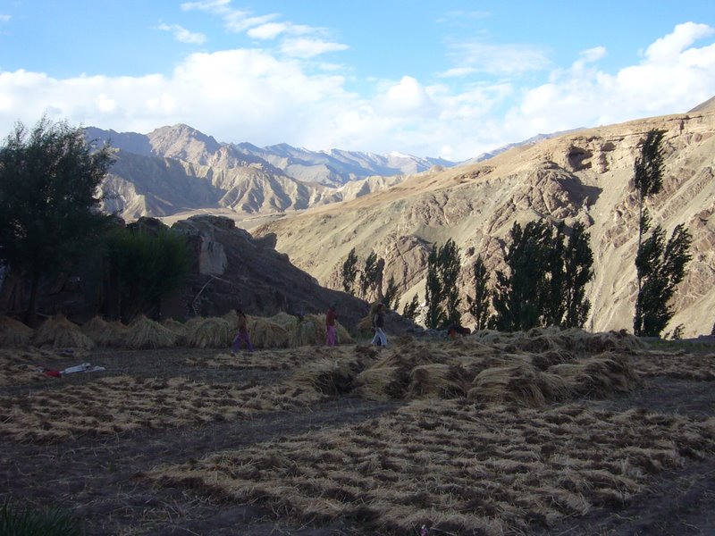 Harvest time in Alchi